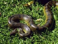 Anakonda velká, Eunectes murinus, Green Anaconda - http://upload.wikimedia.org/wikipedia/commons/4/4f/Eunectes_murinus.jpg