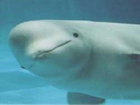 Běluha mořská, Delphinapterus leucas, Beluga Whale - http://www.apus.ru/im.xp/049056054124051051051051057057055.jpg