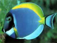 Bodlok běloprsý, Acanthurus leucosternon, Powderblue surgeonfish - http://www.coralisland.co.il/images/tangs/Acanthurus-leucosternon.jpg