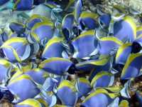 Bodlok běloprsý, Acanthurus leucosternon, Powderblue surgeonfish - http://www.rasdhoodivers.com/gallery/album/images/surgeonfish%20(Acanthurus%20leucosternon).jpg