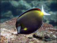 Bodlok japonský, Acanthurus japonicus, Japan surgeonfish - http://jura.akvariumas.lt/zuvys/surgeon/images/acanthurus_japonicus_2.jpg