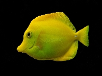 Bodlok žlutý, Zebrasoma flavescens, Yellow tang - http://upload.wikimedia.org/wikipedia/commons/5/5e/Zebrasoma_flavescens_Luc_Viatour.jpg