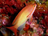 Bradáč červený, Anthias anthias, Swallowtail seaperch - http://morboi.com/Gallery/albums/Burma-2-2005/anthias.jpg