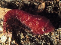 Caroun dvouskvrnný, Diplecogaster bimaculata, Two-spotted clingfish - http://fishbase.org/images/species/Dibim_u1.jpg