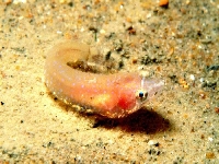 Caroun dvouskvrnný, Diplecogaster bimaculata, Two-spotted clingfish - http://www.nordpasdecalais.fr/photos_plongee/maran/img/grandes/Diplecogaster_bimac