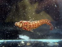 Caroun obecný, Lepadogaster lepadogaster, Shore clingfish     - http://www.natur.cuni.cz/ekologie/galleries/brac2002/images/72.jpg