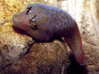 Caroun obecný, Lepadogaster lepadogaster, Shore clingfish     - http://fishbase.org/images/species/Lelep_u0.jpg