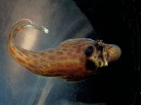 Caroun obecný, Lepadogaster lepadogaster, Shore clingfish     - http://fishbase.org/images/species/Lelep_u7.jpg