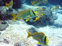 Chrochtal prasečí, Anisotremus virginicus, Porkfish - http://upload.wikimedia.org/wikipedia/commons/1/1f/Anisotremus_virginicus_photo.jpg