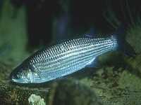 Cípal, Chelon labrosus, Thicklip grey mullet  - http://www.jjphoto.dk/fish_archive/saltwater/chelon_labrosus_x01.jpg