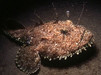 Ďas mořský, Lophius piscatorius, Angler - http://fishbase.org/images/species/Lopis_u6.jpg