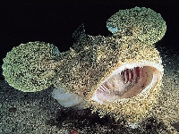 Ďas mořský, Lophius piscatorius, Angler - http://fishbase.org/images/species/Lopis_u7.jpg