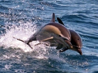 Delfín obecný, Delphinus delphis, Long-beaked Common Dolphin - http://www.promare.at/images/news/2jump.jpg