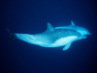 Delfín obecný, Delphinus delphis, Long-beaked Common Dolphin - http://www.underwater-photos.com/dolphins2.jpg