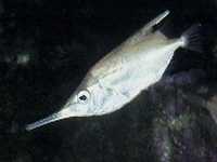 Dlouhorypec obecný, Macrorhamphosus scolopax, Longspine snipefish  - http://www.fishbase.org/images/thumbnails/jpg/tn_Masco_u3.jpg