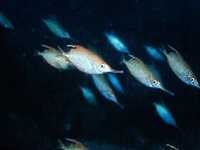 Dlouhorypec obecný, Macrorhamphosus scolopax, Longspine snipefish  - http://www.fishbase.org/images/thumbnails/jpg/tn_Masco_u4.jpg