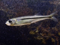 Gavún písečný , Atherina presbyter, Sand smelt - http://www.univ-ubs.fr/ecologie/Photos/atherine.jpg