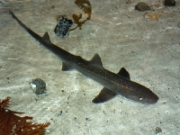 Hladkoun antarktický, Mustelus antarcticus, Australian Smooth Hound - http://www.deepseaimages.com/dsilibrary/data/1374/KRDUW106_shark_.jpg