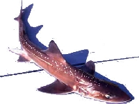 Hladkoun antarktický, Mustelus antarcticus, Australian Smooth Hound - http://www.cableducacion.org.mx/micrositios/Tiburones/imgs/mustelusmanazo.jpg