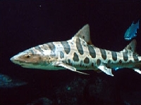 Hladkoun leopardí, Triakis semifasciata, Leopard shark  - http://jaffeweb.ucsd.edu/pages/projects/Jillian%20Lai/leopard%20sharks%20page_files/image001.jpg