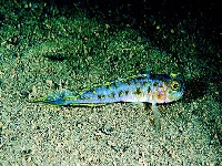 Hlaváč fríský, Lesueurigobius friesii, Fries's goby - http://www.fishbase.org/images/species/Lefri_u1.jpg