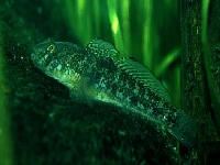 Hlaváč malý, Pomatoschistus minutus, Sand goby  - http://www.fiskbasen.se/images/pomatoschistus_minutus.jpg