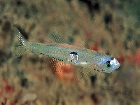 Hlaváč Nilssonův, Crystalogobius linearis, Cristal Goby - http://fishbase.org/images/species/Crlin_u1.jpg