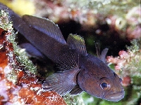 Hlaváč pestrý, Gobius paganellus, Rock goby  - http://www.fishbase.org/images/species/Gopag_u4.jpg