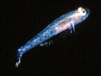 Hlaváč průsvitný, Aphya minuta, Transparent goby - http://www.fishbase.org/images/species/Apmin_u0.jpg