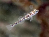 Hlaváč skvrnitý, Poamtoschistus pictus, Painted goby   - http://www.seawater.no/fauna/Fisk/images/CRW_6464.jpg