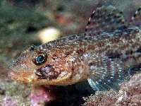 Hlaváč velký, Gobius cobitis, Giant goby - http://www.ittiofauna.org/webmuseum/pesciossei/perciformes/gobidae/gobius/Gobius_cobitis/images/gobius_cobitis02.jpg