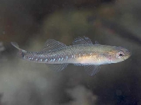 Hlaváč žlutavý, Gobiusculus flavescens, Two-spotted goby    - http://www.seawater.no/fauna/Fisk/images/CRW_6906.jpg