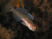 Hlaváč žlutavý, Gobiusculus flavescens, Two-spotted goby    - http://www.fishbase.org/images/species/Gofla_m0.jpg