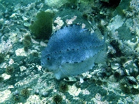 Hranáč šedý, Cyclopterus lumpus, Lumpsucker     - http://fishbase.org/images/species/Cylum_f1.jpg