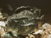 Hranáč šedý, Cyclopterus lumpus, Lumpsucker     - http://fishbase.org/images/species/Cylum_u1.jpg