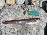 Hruj Rocheova, Ophidion rochei, Roche’s snake blenny - http://upload.wikimedia.org/wikipedia/commons/c/c6/Ophidion_rochei_-_Zmiinyi.JPG