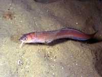 Hruje vousatá, Ophidion barbatum, Snake blenny - http://www.fishbase.org/images/thumbnails/jpg/tn_Opbar_u1.jpg