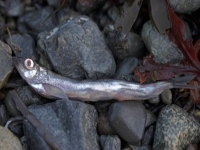 Huňáček severní , Mallotus villosus, Capelin - http://www.nawwal.org/~mrgoff/photojournal/2005/fallwin/pictures/09-21p05capelin.jpg