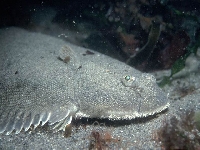 Jazyk obecný, Solea vulgaris, Common sole - http://fishbase.org/images/species/Sosol_u3.jpg