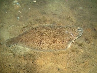 Jazyk obecný, Solea vulgaris, Common sole - http://www.guiamarina.com/balticsea/03%20Animals/12%20Fishes/Solea%20vulgaris.jpg