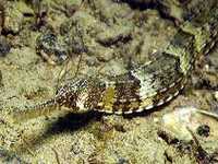 Jehla hranatá , Syngnathus acus, Greater pipefish  - http://www.fishbase.org/images/species/Syacu_u1.jpg