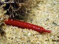 Jehla uzoučká, Nerophis ophidion, Straightnose pipefish - http://www.fishbase.org/images/thumbnails/jpg/tn_Neoph_u2.jpg