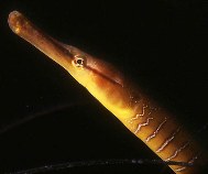 Jehla velká, Entelurus aequoreus, Snake pipefish - http://www.fishbase.org/images/thumbnails/jpg/tn_Enaeq_u0.jpg