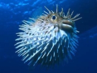 Ježík hnědý, Diodon holocanthus, Long-spine porcupinefish - http://www.poseidonsrealm.com/porcpuffer.jpg