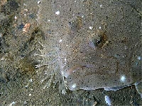 Kambala kosočtverečná, Scophthalmus rhombus, Brill  - http://www.digischool.nl/bi/onderwaterbiologie/foto/zeeland/vissen/griet1.jpg