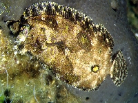 Kambala malá, Phrynorhombus regius, Eckström's topknot - http://fishbase.org/images/species/Phreg_u0.jpg