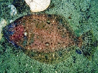 Kambala průsvitná, Lepidorhombus whiffiagonis, Megrim - http://web.ukonline.co.uk/aquarium/pics/megrim01.jpg