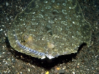 Kambalka středozemní, Bothus podas, Wide-eyed flounder     - http://fishbase.org/images/species/Bopod_u1.jpg