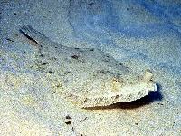 Kambalka středozemní, Bothus podas, Wide-eyed flounder     - http://fishbase.org/images/species/Bopod_u0.jpg