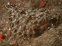 Kambalka středozemní, Bothus podas, Wide-eyed flounder     - http://fishbase.org/images/species/Bopod_m0.jpghttp://fishbase.org/images/species/Bopod_m0.jpg